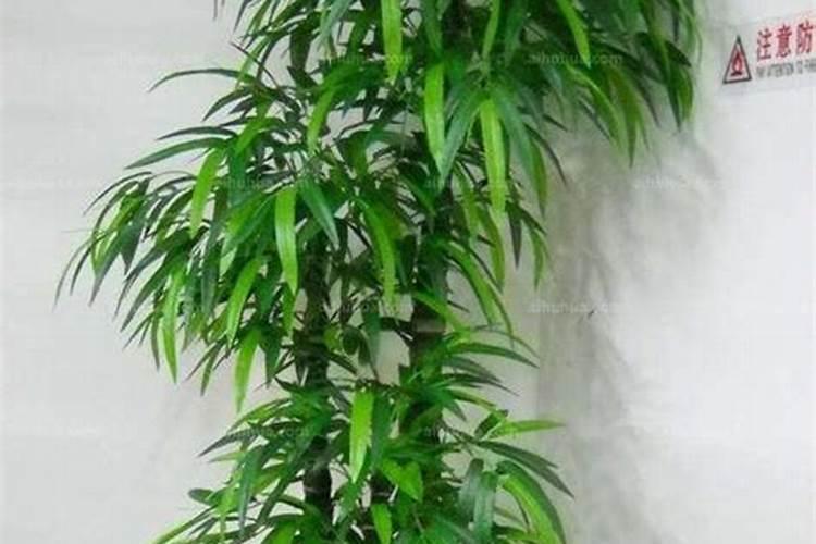 大豆开花期打什么叶面肥好 如何施肥可以增产