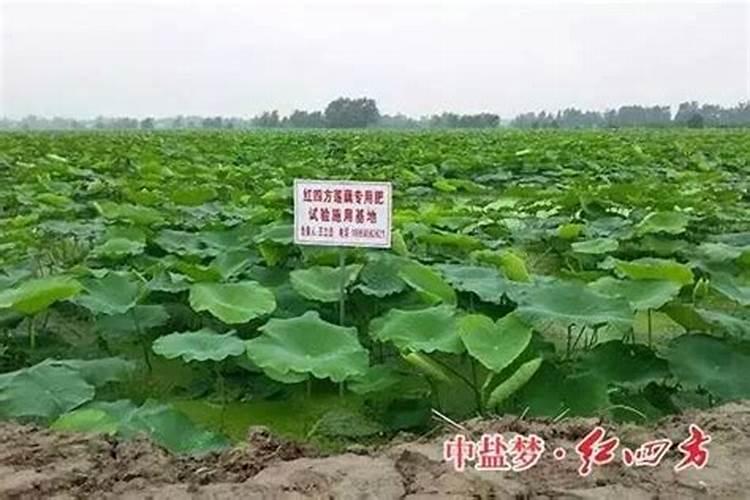 磷肥施用过量的后果