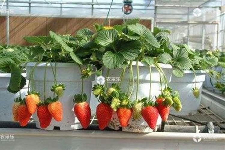 早春蔬菜苗弱徒长怎么办