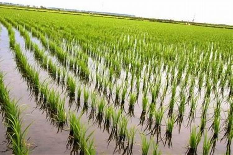 种植黄瓜使用喜满地水溶肥可以吗？