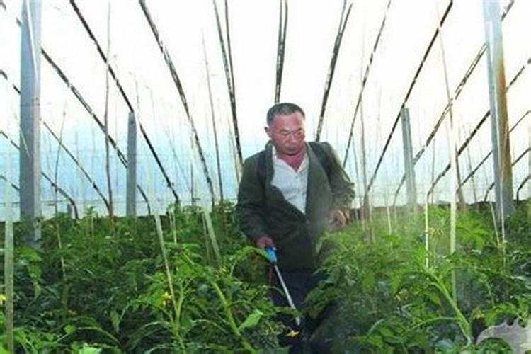 花用的氮肥有哪些