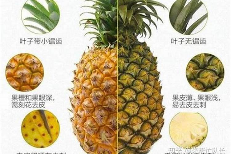 在果树上如何施用钙肥