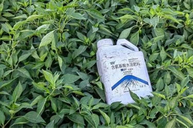 生根肥怎么使用