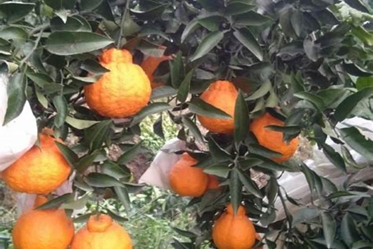 丑橘栽种方法和注意事项