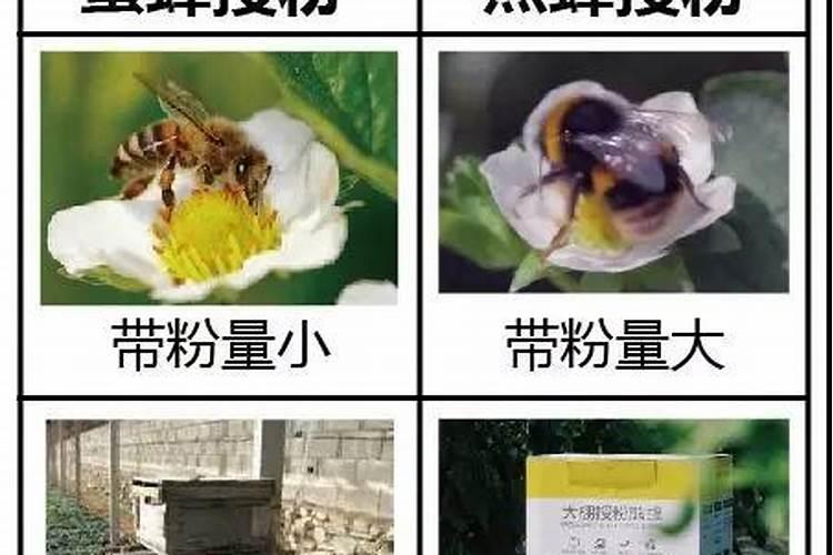 芸豆喜欢什么叶面肥