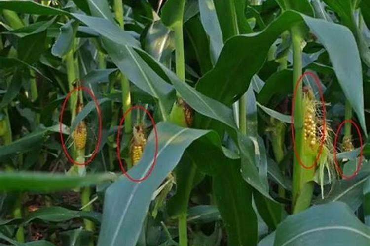 玉米受粉时能打杀菌剂和防虫里吗