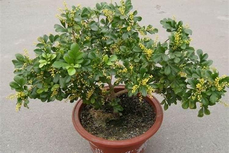 米兰开花用什么肥