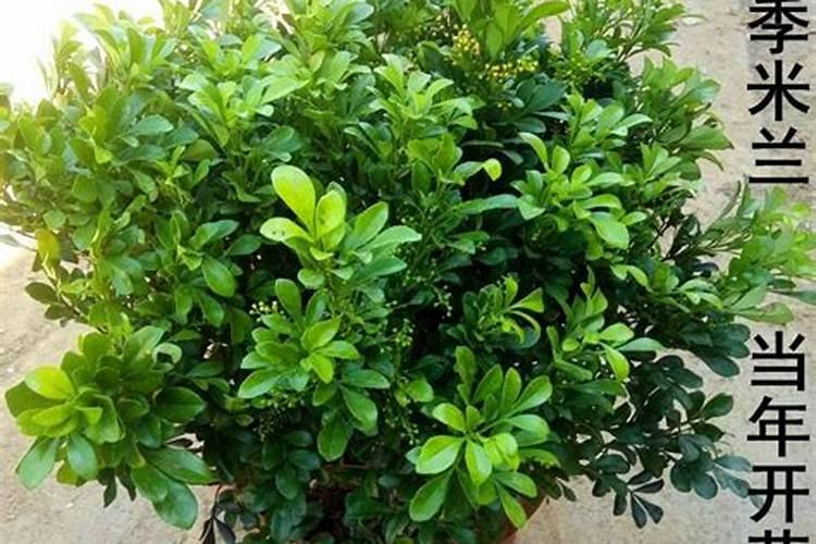 米兰花花期怎么施肥