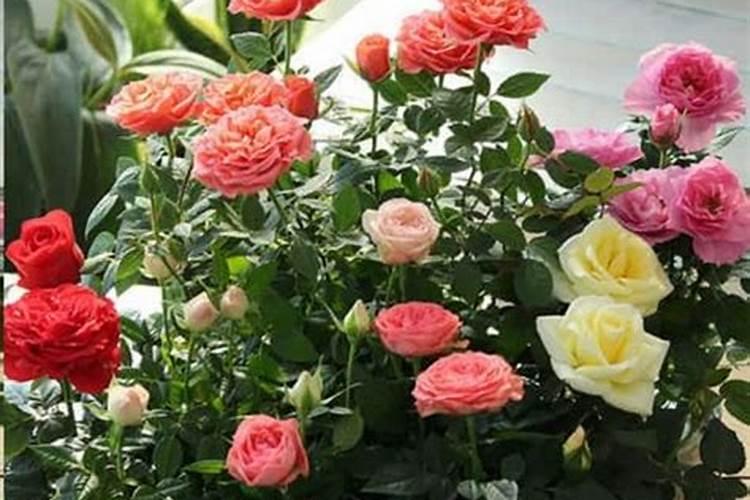 月季花浇水间隔多少时间浇一次
