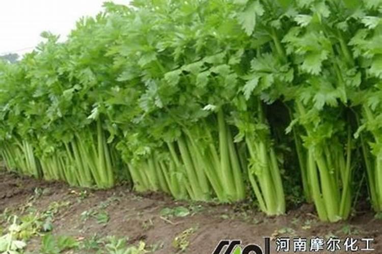 王多多个人资料简介