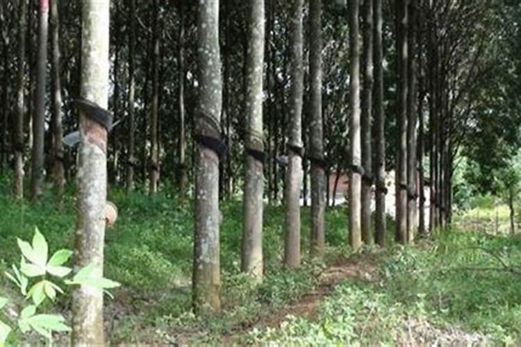 东北种植水稻什么钾更好