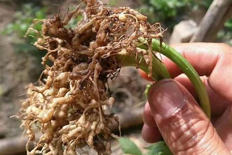 辣椒种植怎样用水溶肥