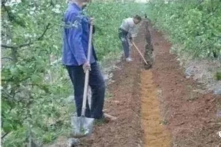 施用氮肥的方法 常见几种氮肥的施用方法