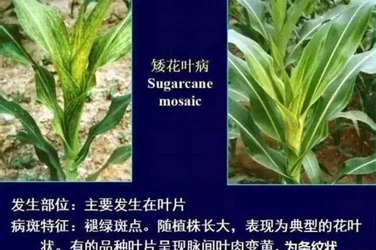 磷肥对玉米的作用及功能