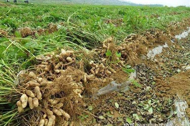 熟花生壳可以做肥料吗