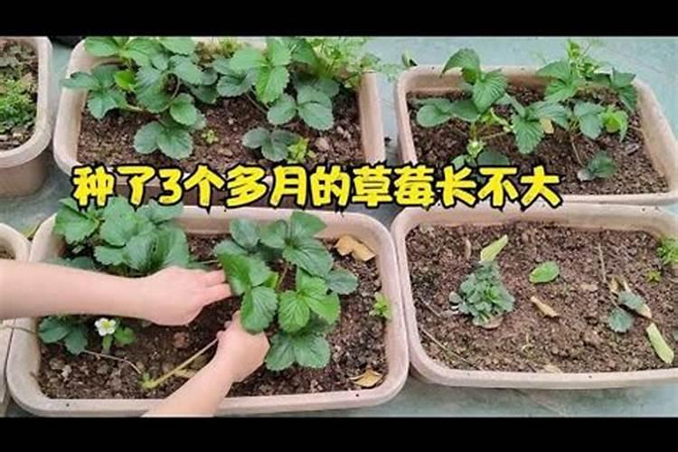草莓苗期肥害该怎么解决 草莓怎么养殖