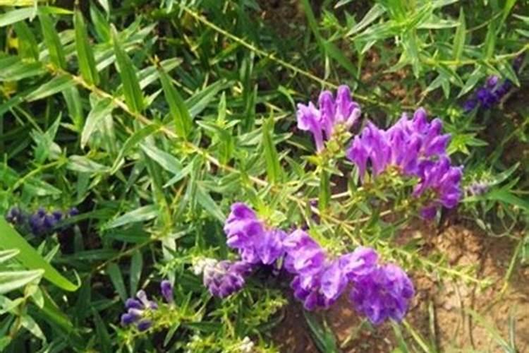 黄芩种植技术及病害防治