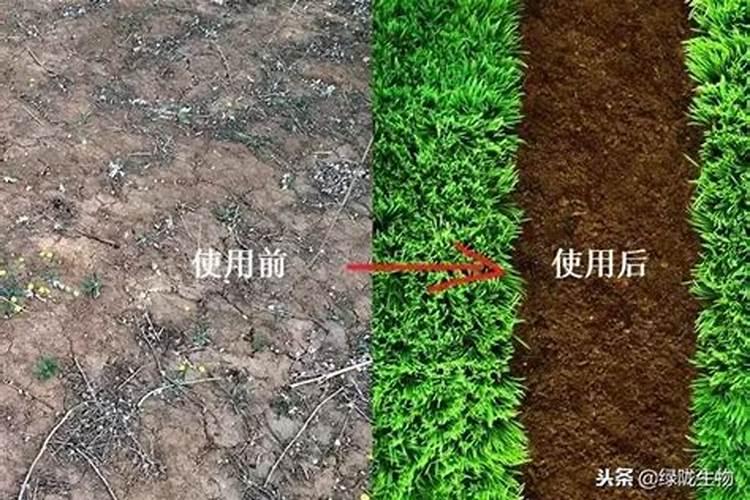 盆栽土壤板结如何快速改良