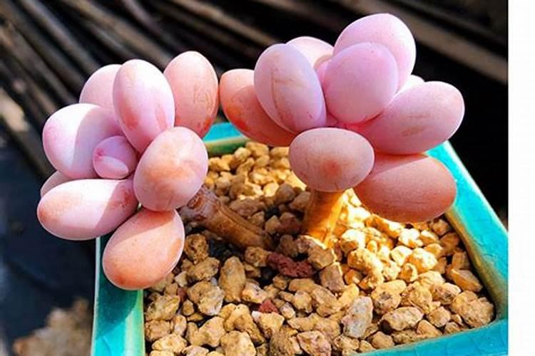 盆栽绿植适合什么花肥