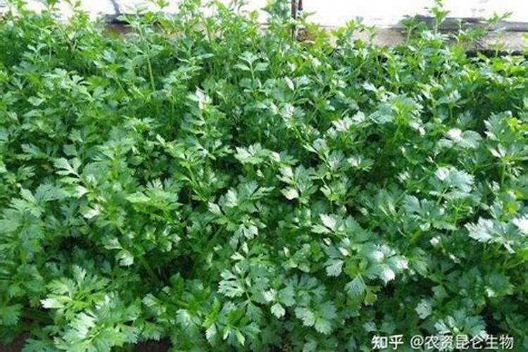 香菜的杆为什么会变紫色
