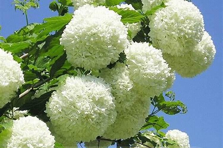 绣球花修剪后施什么肥