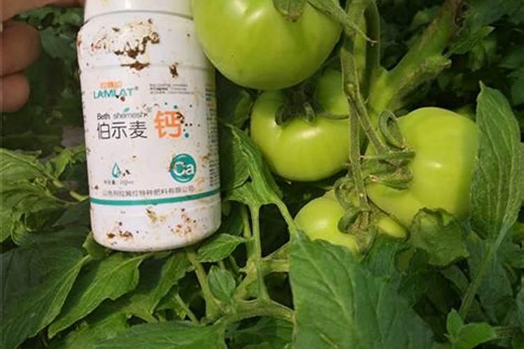 野菠萝怎么吃野菠萝的吃法技巧