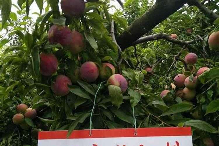国际钾肥价格形成机制？