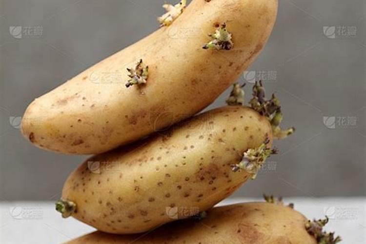 硼肥的用量、作用及使用方法