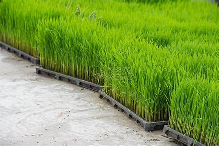 种水稻用什么肥料最好