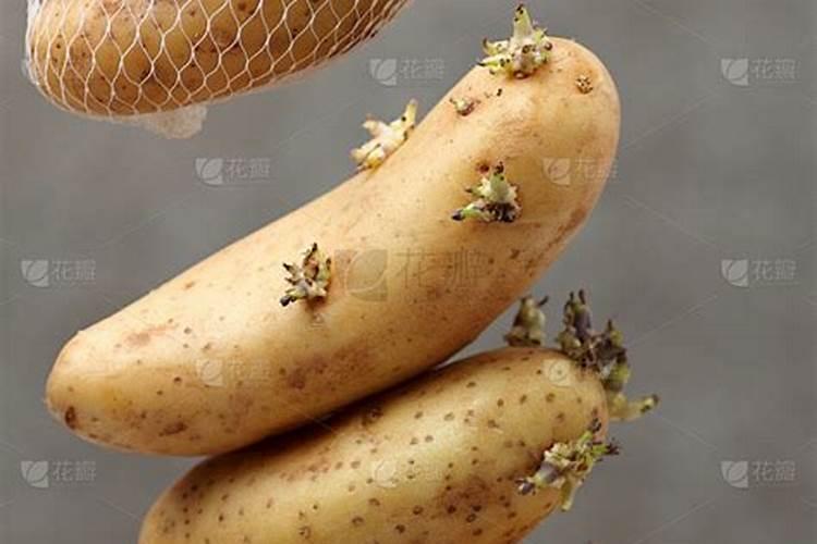 土豆怎么保存不发绿不长牙 土豆的营养价值