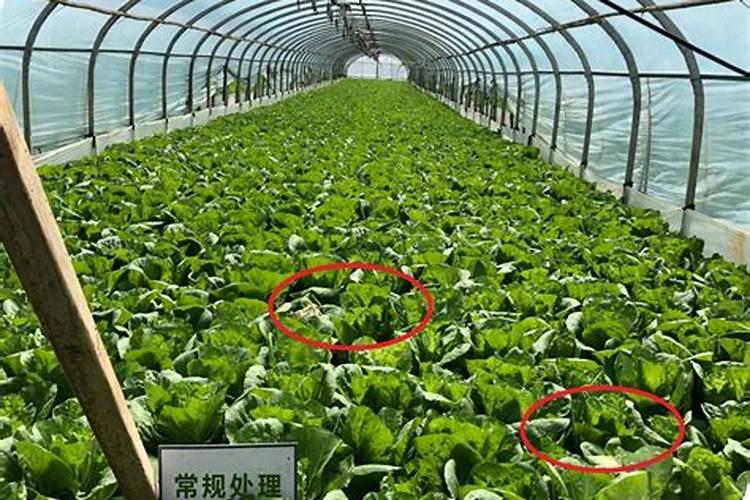 冲施肥的好处,什么是冲施肥,冲施肥使用方法