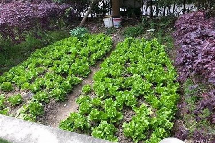 兰花肥料怎么使用