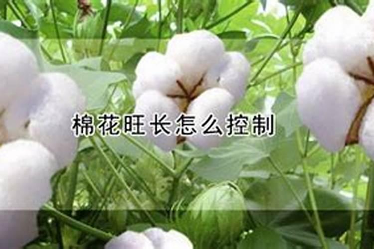 棉花旺长了还能高产吗