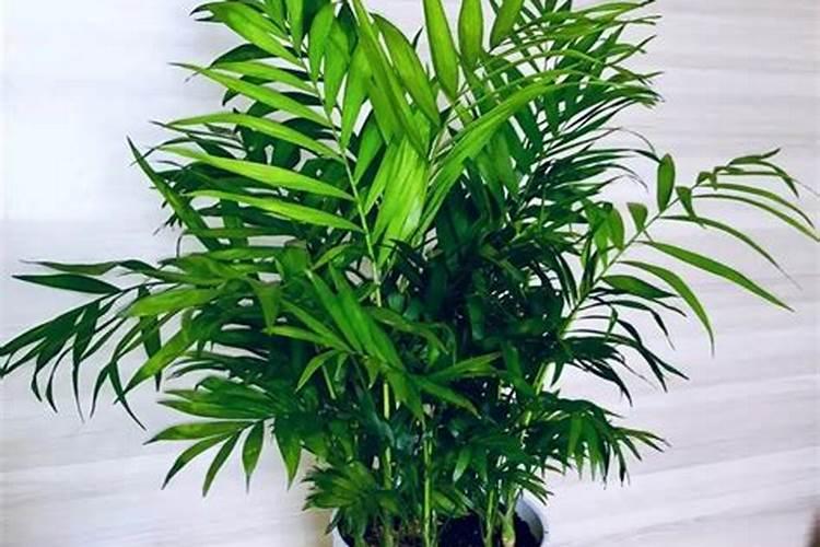 袖珍椰子秋天怎么养,修枝整形追施氮肥