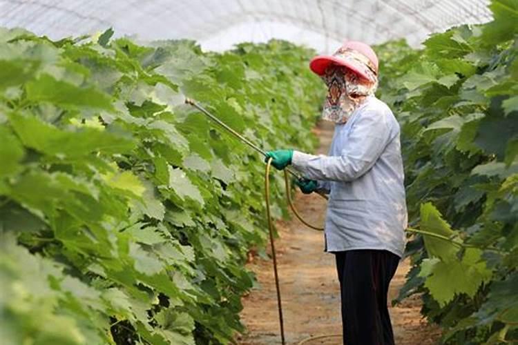 果树促花用什么叶面肥好？