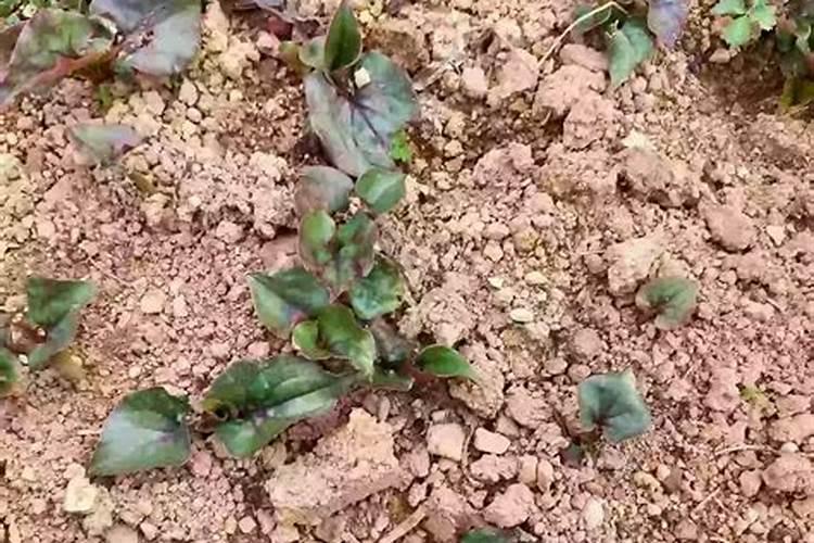 种植业折耳根怎么种才高产种植业折耳根如何种才高产
