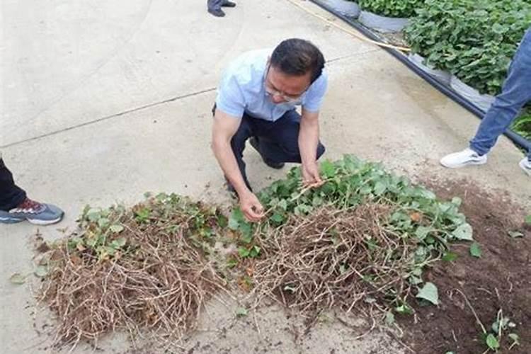 用打碎的玉米秸秆种植折耳根可以吗？