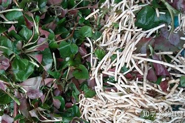 折耳根在河南叫什么名字