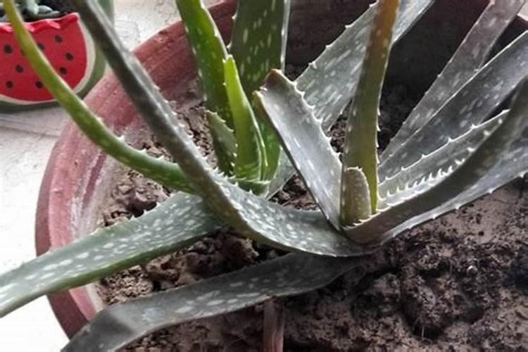 种西红柿用什么肥料最好