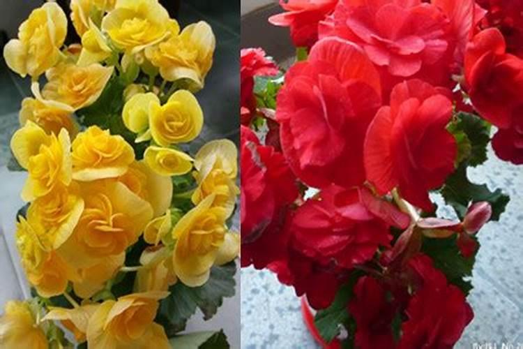 海棠花有花苞可以喷叶面肥吗