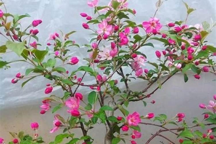 我的海棠树不爱开花了,怎么办？