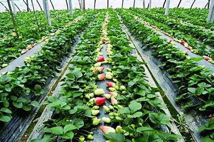 有机水溶肥料是什么？它的特点和使用方法是？