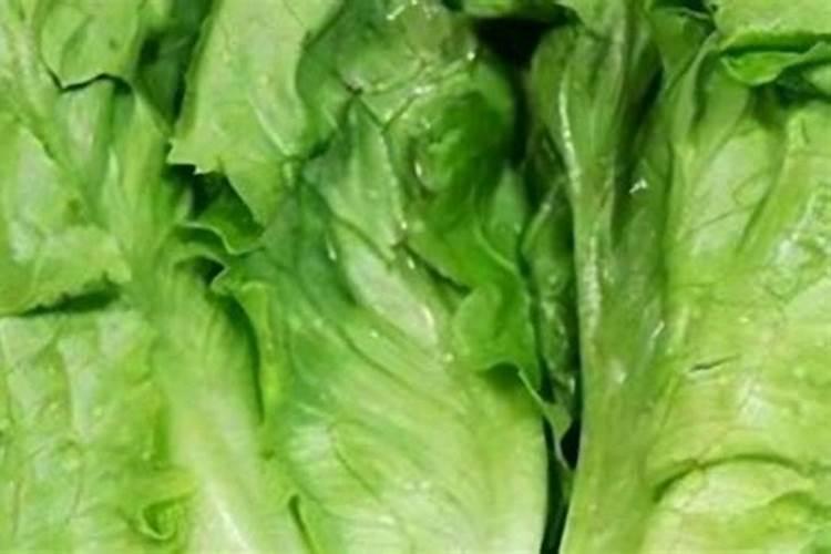 栽杉树成活最高的方法