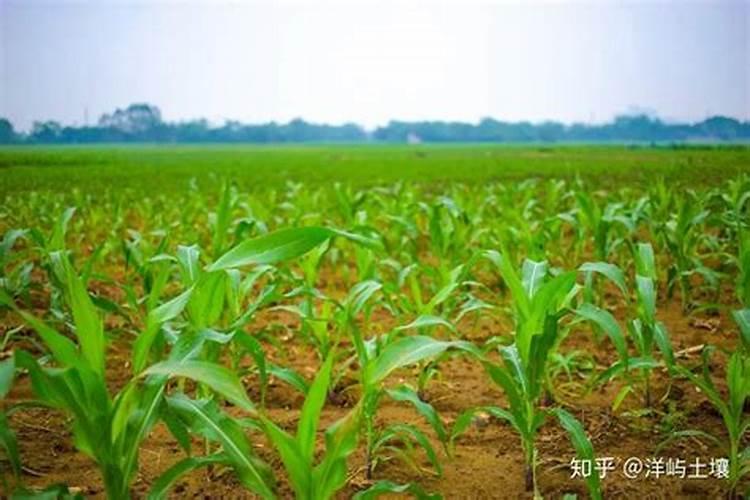 草莓各个时期的施肥方案 什么时候冲高磷肥