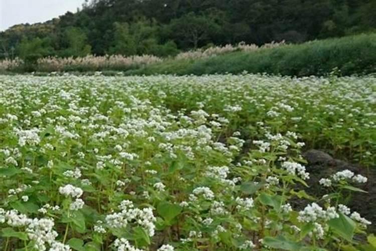 荞麦用什么肥料最好