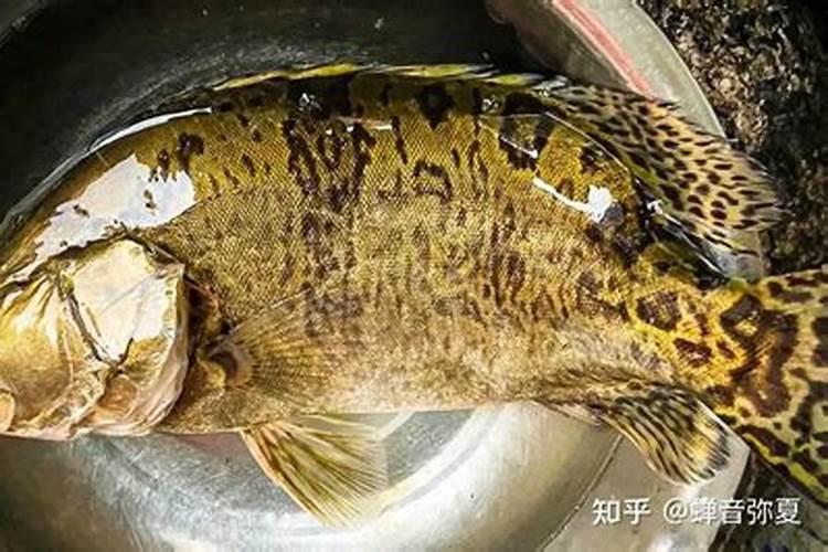 附石菖蒲怎么施肥
