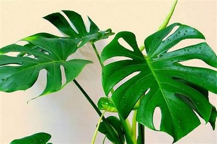 番茄膨果技巧