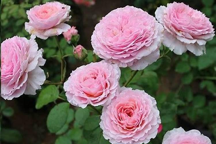 月季花施什么肥料好