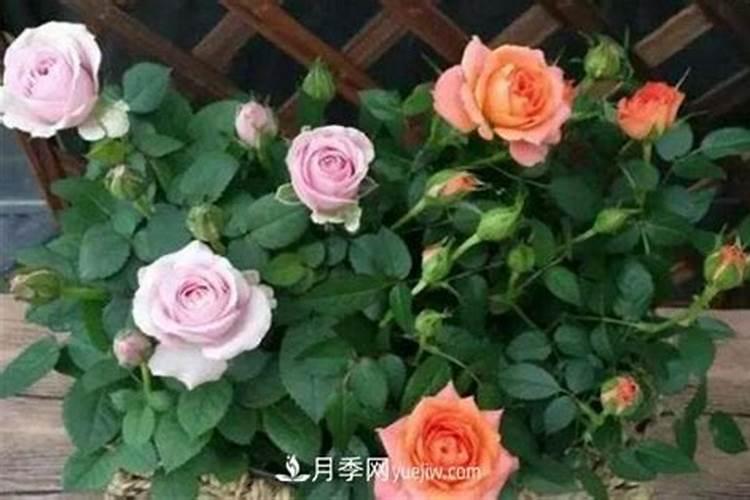 月季追肥用什么肥料好