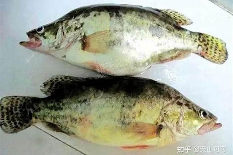 鳜鱼的营养价值如何？
